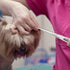 7.5” Straight Grooming Shears for Dogs and Cats with Storage Case, Sharp Pet Groomer Scissors, Premium Stainless Steel