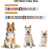 2 Pack Light Up Dog Collars, LED Rechargeable Waterproof Buckle Glow Collar for Medium Large Dogs, Neck 14.17-24.8"