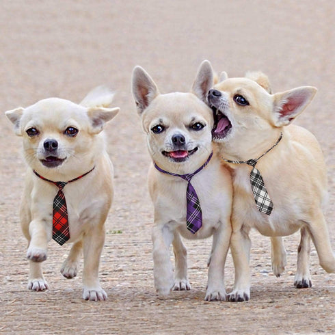 Segarty Dog Ties for Large Dogs, Adjustable Collar with Bow Ties for Grooming Accessories and Costumes