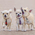 Segarty Dog Ties for Large Dogs, Adjustable Collar with Bow Ties for Grooming Accessories and Costumes
