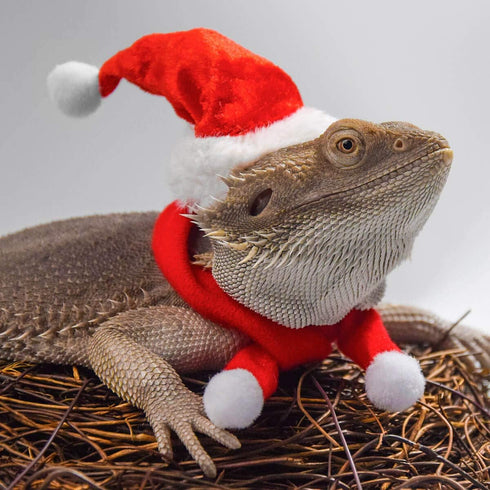 Bearded Dragon Clothes Christmas Costume Reptile Santa Hat Scarf Ferret Xmas Hat Pet Costume Clothes Outfit Small Animal Costume Clothing Mini Reptile Straw Hat with Antlers Adjustable Strap (Red)