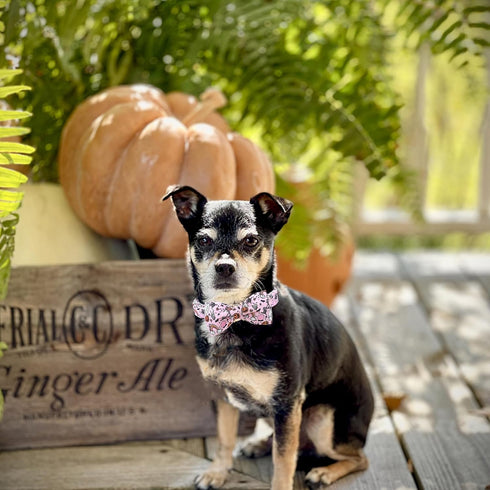Lionheart Glory Halloween Dog Collar, Adjustable Fall Collar with Pink Bowtie for Large Dogs, Pumpkin Design