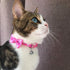 azuza 2 Pack Valentine's Day Cat Collar with Bell, Breakaway Collars with Cute Bowtie, Adjustable from 8"-12" (Cute