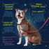 Freedom No Pull Dog Harness by 2 Hounds Design | Comfortable Control for Easy Walking | Adjustable for All Sizes