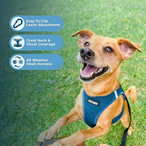 Best Pet Supplies No Pull Harness - All Weather Mesh, Reflective for Small, Medium Dogs, Cats - Turquoise, XXS