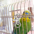 10pcs Stainless Steel Pet Birds Cage Metal Hook Clip Iron - Escape Pet Bird Cage Door Buckle Lock Claw Trigger Snap Hook for Bird Cage Silver