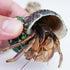 Begeterday 7PCS, 5PCS 1PCS 1PCS Hermit Crab Accessories Include Hermit Crab Shells, Climbing Toy and Hermit Crab