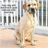 BARKLESS Soft No-Pull Head Collar for Dogs, Adjustable Halter Harness for Easy Training & Walking
