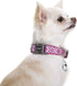 DOOG - Soft and Breathable Neoprene Padded Adjustable Dog Collar - Available in Sizes for Dogs and Puppies