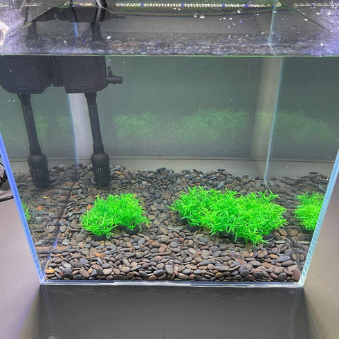 Smoothedo-Pets Aquarium Plant Decoration, 20 Pieces Small/1" Tall Plastic Artificial Plant Goldfish Hidden Mini Grass