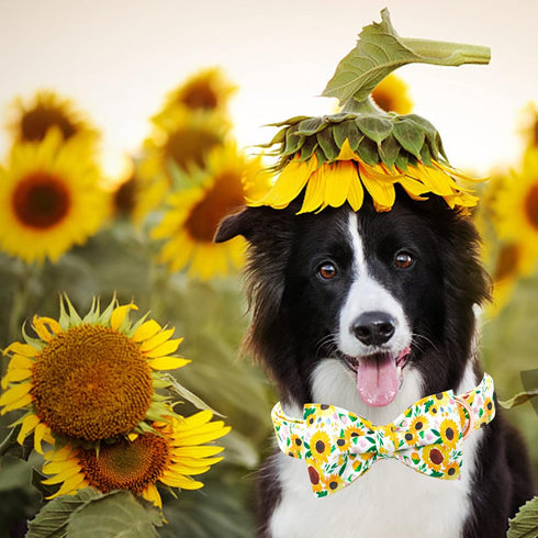 Spring Dog Collar - Sunflower Bowtie Pet Collar, Adjustable for Small Dogs