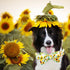 Spring Dog Collar - Sunflower Bowtie Pet Collar, Adjustable for Small Dogs