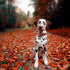 Elegant little tail Fall Dog Collar, Halloween Plaid with Flower Adjustable Collar for Small Dogs