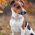 Faygarsle Bow Tie Halloween Fall Dog Collar, Fashionable Cotton Collar with Metal Buckle for Small Medium Large Dogs