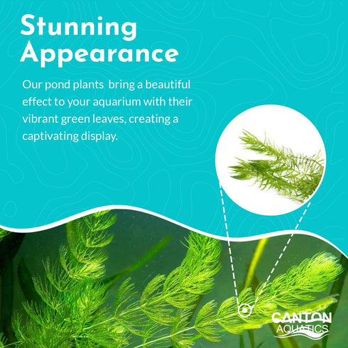 10-Pack Hornwort Live Aquarium Plants Bundle for Freshwater Aquarium and Ponds by Canton Aquatics