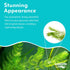 10-Pack Hornwort Live Aquarium Plants Bundle for Freshwater Aquarium and Ponds by Canton Aquatics