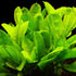 Mainam 30+ Package Set Rosette Stems Starter Beginner Live Aquarium Plants Java Moss, Micro Sword, Amazon Sword