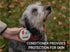 3-in-1 Paw Ointment Holistic Natural Derived Herbal for Dogs, Cats, Horses: Conditioning & Moisturizing for Paws - 1 oz