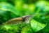 Swimming 10 Creatures Amano Premium High-Grade Caridina Freshwater Aquarium Shrimp Live