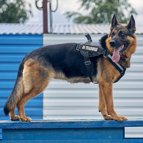25 Pack Tactical Dog Patches for Harness, Embroidery Dog Vest Patches for Dogs in Training, Removable
