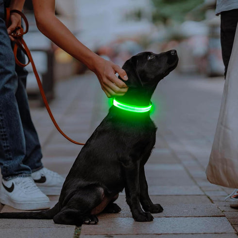 Illumifun LED Collar for Small Dogs, USB Rechargeable Light Up Dog Collar, Green, Small