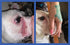2 Pack 2 Oz. Squishface Wrinkle Paste - - Bulldog, French Bulldog, Pug, English Bulldog Cleans Wrinkles, Tear Stain