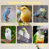 Hamiledyi Bird Perch for Cage, 5 Piece Set Natural Wood Perch for Small and Medium Birds