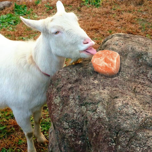 Pink Salt Bricks 4 5-6 lbs 36" Premium Himalayan Hourse Salt Lick Each Treat Block | Equine Minerals Salt Block