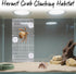 Hermit Crab Climbing Ladder & Wall Decor for Aquariums