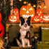 Maca Bates Halloween Pumpkin Dog Collar, Adjustable Bow Bowtie for Dogs, Cute Collars Accessories for Fall Gift