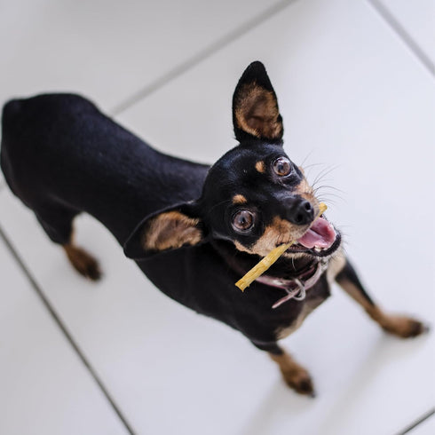 Fieldcrest Farms Nothing to Hide Natural Rawhide Alternative Small Twist Stix for Dogs - 10 Sticks, All Natural Chews