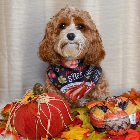 BoomBone 2 Pack Thanksgiving Dog Bandana, Triangle Bibs Pet Fall Scarf for Medium to Large Dogs