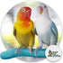 Sweet Feet & Beak Safety Pumice Bird Perch - X-Small 1/2" x 6", Blue, Lightweight Grinding Perch