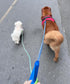Reflective Dog Leash - Heavy Duty Nylon Braided Rope for Small Medium Large Dogs, Available in 2ft 3ft 4ft 6ft 10ft