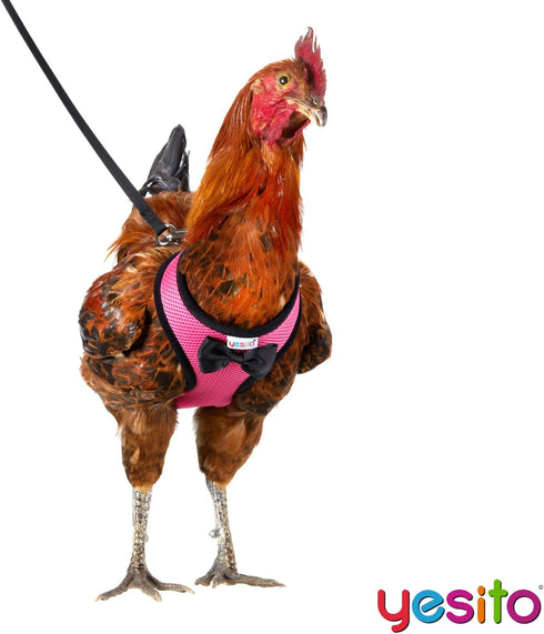Chicken Harness Hen size with 6-foot Matching belt, Comfortable, Breathable, Small Size, Suitable for Chicken, Duck or Goose Suitable for Weight about 2.3-3.8Pounds, Green (Months, Pink)