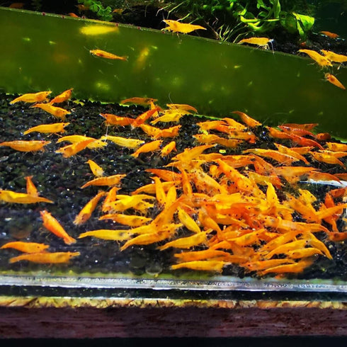 packs 8 Orange Shrimp of live shrimp live shrimp freshwater freshwater shrimp