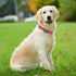 Azuza Soft Neoprene Padded Reflective Dog Collar with ID Tag Ring, Adjustable for Large Dogs, Hot Pink, L