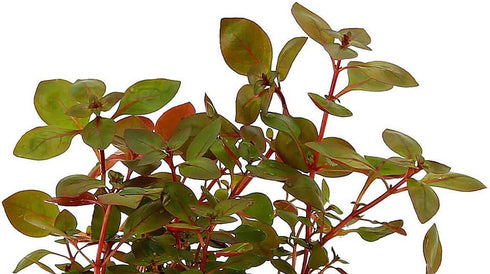 Rare Ludwigia sp. Mini 'Super Red' Freshwater Aquarium Plant - Vibrant Color