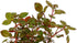 Rare Ludwigia sp. Mini 'Super Red' Freshwater Aquarium Plant - Vibrant Color