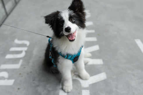 Voyager No Pull Dog Harness for Small Dogs, Adjustable Soft Pet Harness with Dual Leash Attachments, Turquoise Nylon