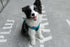 Voyager No Pull Dog Harness for Small Dogs, Adjustable Soft Pet Harness with Dual Leash Attachments, Turquoise Nylon