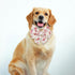 Adjustable Pet Bow Tie and Dog Collar for Lady Small Medium Large Dogs - Cute Lady Bowtie Collar, Comfort Soft Cotton
