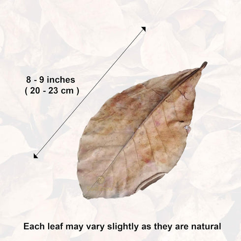 SunGrow Catappa Indian Almond Leaves, 10 Catappa Leaves, 7-8 Inches for Betta Fish Care