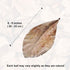 SunGrow Catappa Indian Almond Leaves, 10 Catappa Leaves, 7-8 Inches for Betta Fish Care