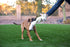 Jolly Pets Fat Tail Large Billy Goat Toy