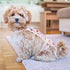 2 Pack ASENKU Dog Diapers Female Dogs, Dog Suspenders Reusable Doggie Diapers for Female Dogs Small,Washable Dog Period
