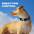 Martingale Dog Collars, Adjustable Nylon with Quick Release Buckle, No Choke Training Collar for Small, Medium, Large