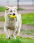 Dog Chew Toys for Puppies - Interactive Corn Toys for Clean Teeth, Aggressive Chewers, Medium Large Breed