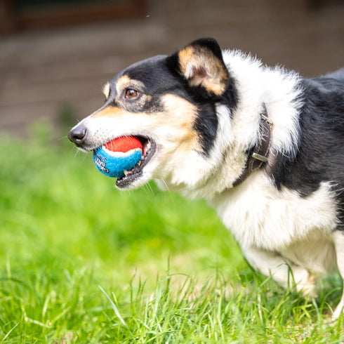 Gigwi Squeaky Tennis Ball Dog Toys - Interactive Dog Ball for Small and Medium Dogs Training, 2.5” Rubber Toy (3 Pack)