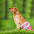 (4 Teamoy Washable Female Dog Diapers, Reusable Doggy Diaper Period Panties in Heat for Female Dog Pcs, M)